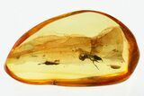 Detailed Fossil Wasp (Eupelmidae) In Baltic Amber - Green Hue #307379-1